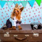 Como viajar con un Yorkshire Terrier