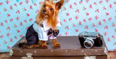 Como viajar con un Yorkshire Terrier