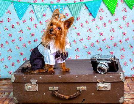 Como viajar con un Yorkshire Terrier