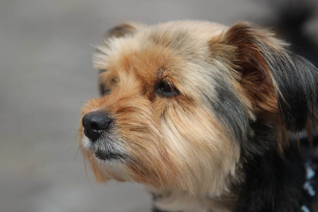 Consejos de salud para el Yorkshire Terrier