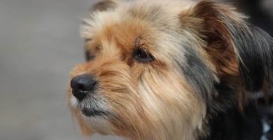 Consejos de salud para el Yorkshire Terrier