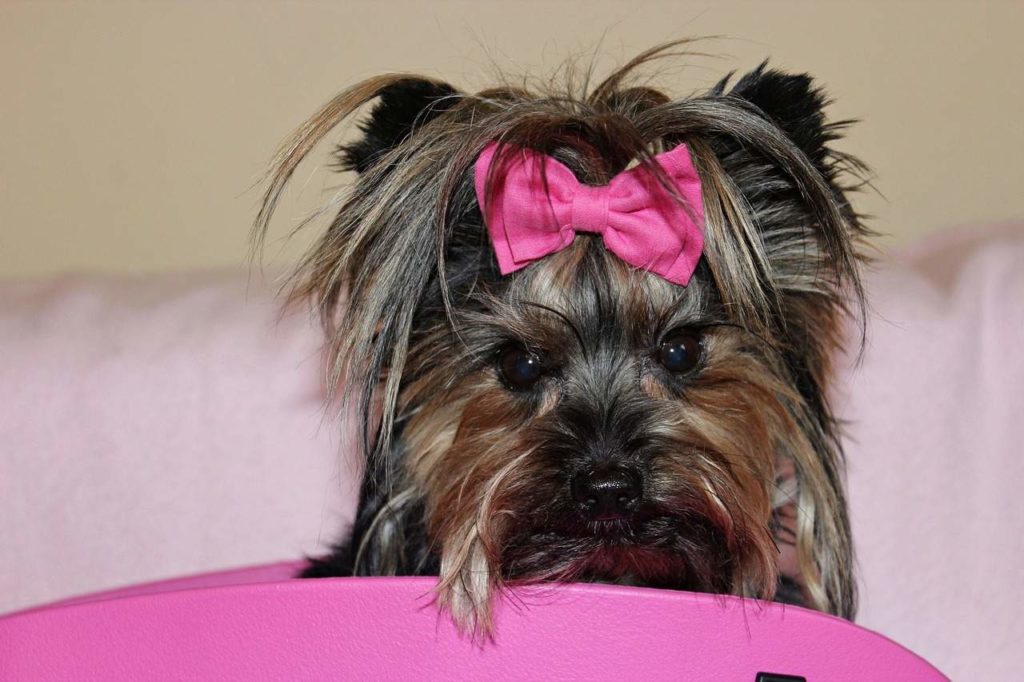 Prevenir la caida de pelo en los Yorkshire Terriers