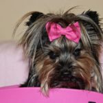 Prevenir la caida de pelo en los Yorkshire Terriers