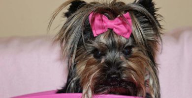 Prevenir la caida de pelo en los Yorkshire Terriers