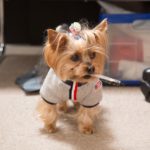 el Yorkshire Terrier como perro terapia