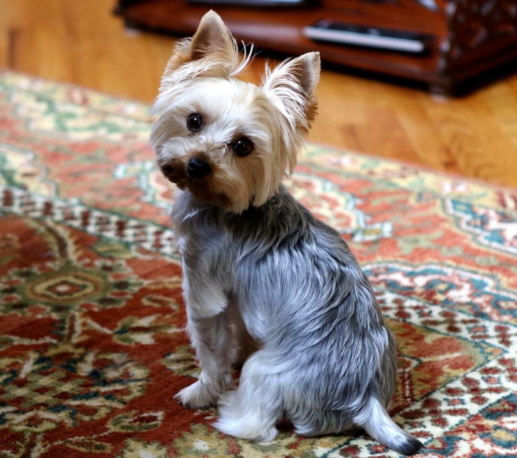 El Yorkshire Terrier para personas mayores, un compañero ideal