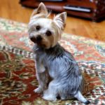 El Yorkshire Terrier para personas mayores, un compañero ideal