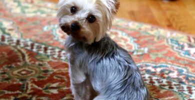 El Yorkshire Terrier para personas mayores, un compañero ideal