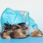 Como desparasitar a un Yorkshire Terrier