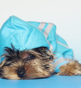 Como desparasitar a un Yorkshire Terrier