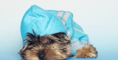 Como desparasitar a un Yorkshire Terrier