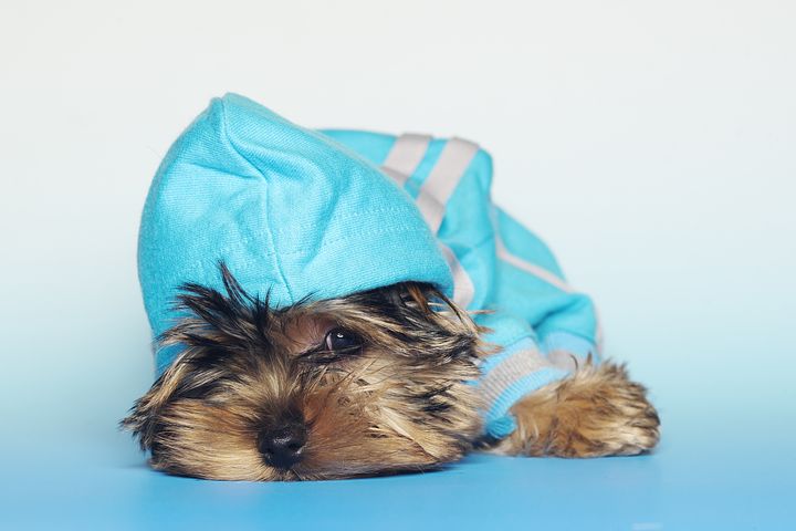 Como desparasitar a un Yorkshire Terrier