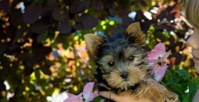 Cuidar Yorkshire Terrier