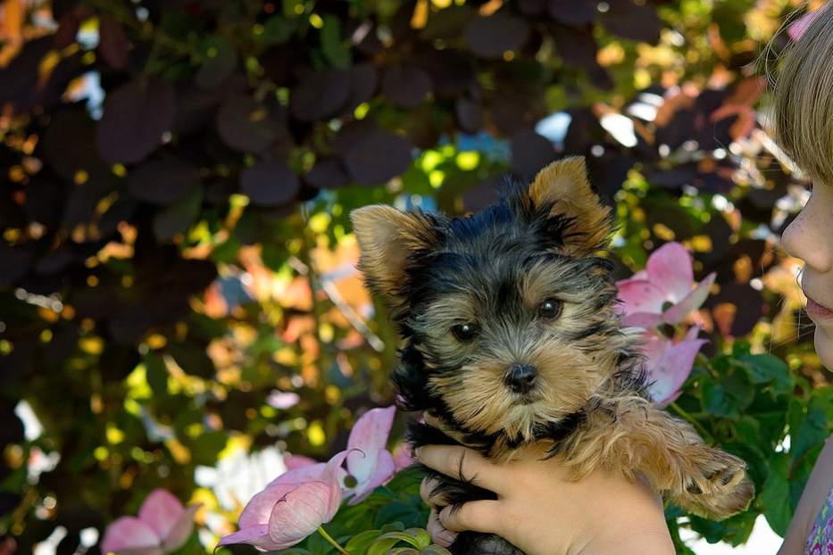 Cuidar Yorkshire Terrier