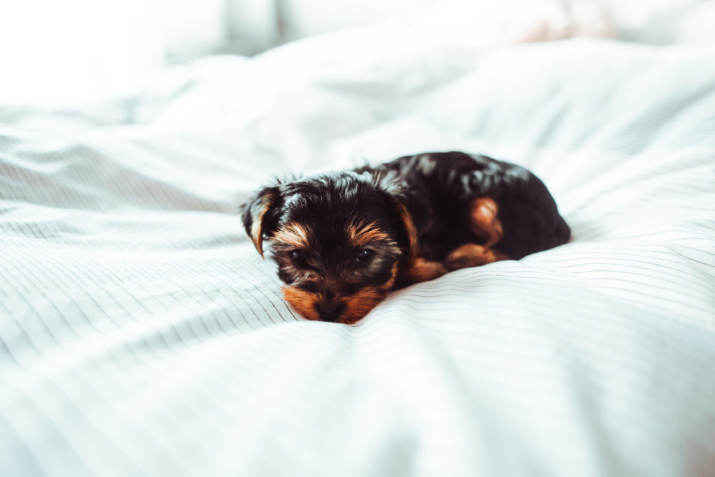 Como socializar a un cachorro Yorkshire Terrier