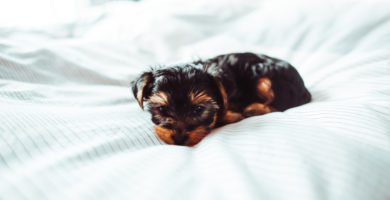 Como socializar a un cachorro Yorkshire Terrier