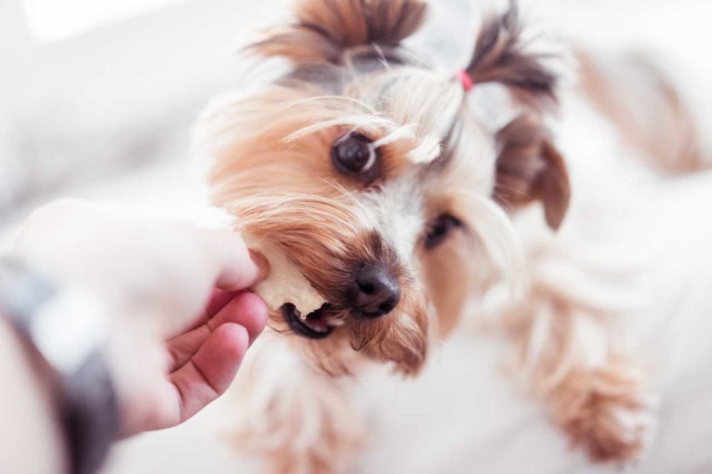 Los problemas dentales del Yorkshire Terrier