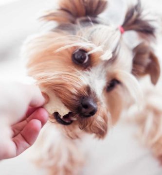 Los problemas dentales del Yorkshire Terrier