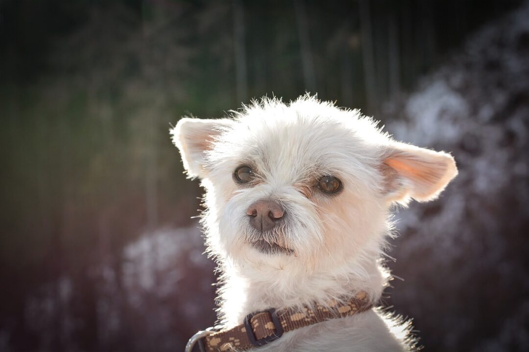 Yorkshire Terrier Blanco o Parti Yorkie