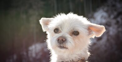 Yorkshire Terrier Blanco o Parti Yorkie