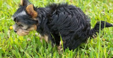 Entrenamiento para enseñar a un Yorkshire Terrier hacer sus necesidades, pipi y caca