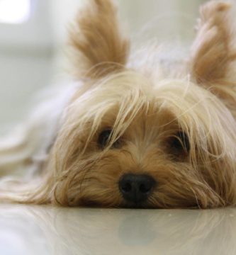 Esperanza de vida del Yorkshire Terrier