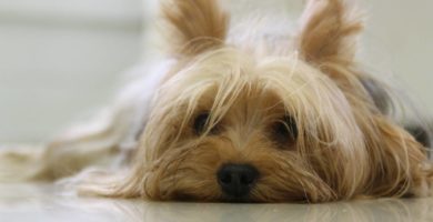 Esperanza de vida del Yorkshire Terrier