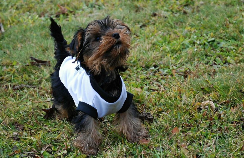 Niños y Yorkshire Terriers