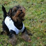 Niños y Yorkshire Terriers