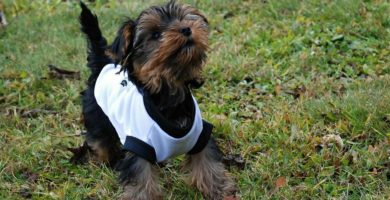 Niños y Yorkshire Terriers