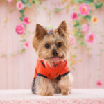 Fortalecer el sistema inmunológico del Yorkshire Terrier