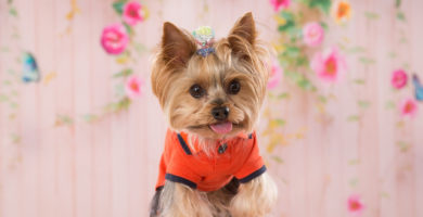 Fortalecer el sistema inmunológico del Yorkshire Terrier