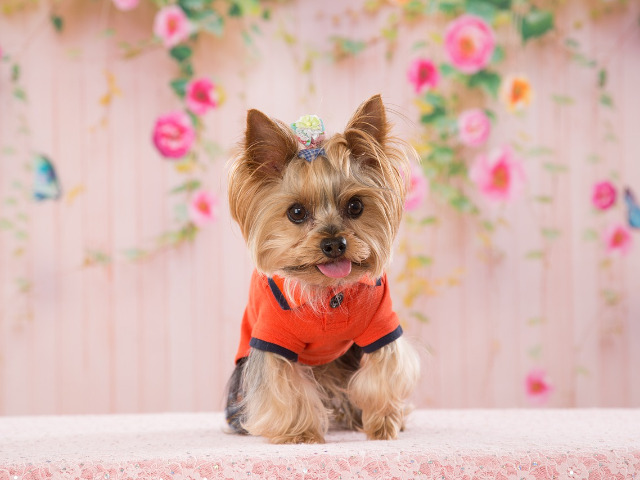 Fortalecer el sistema inmunológico del Yorkshire Terrier