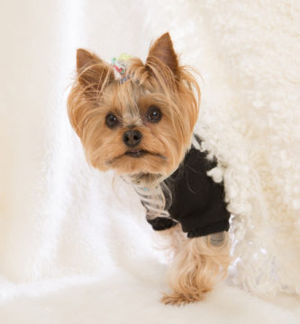 Yorkshire terrier con el pelo recién cortado