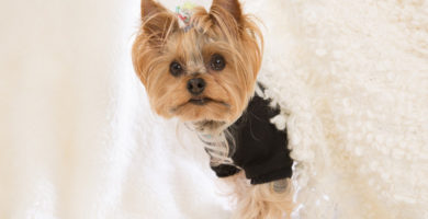 Yorkshire terrier con el pelo recién cortado