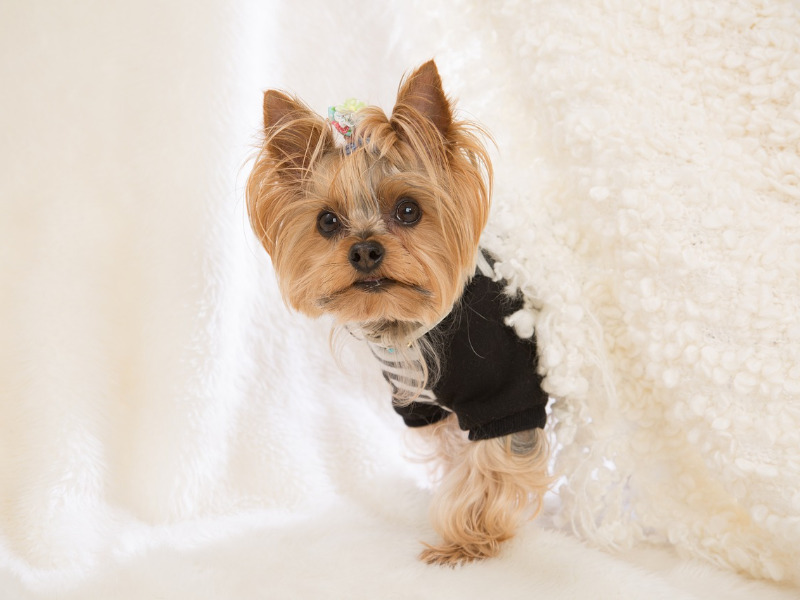 Yorkshire terrier con el pelo recién cortado