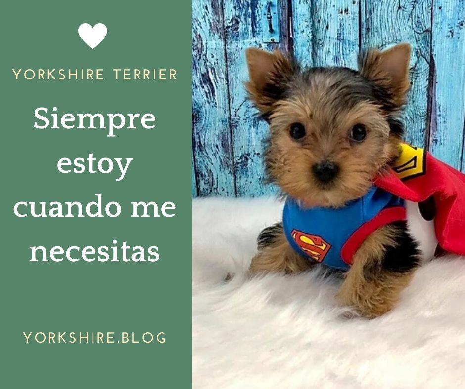 Facebook Yorkshire Terrier