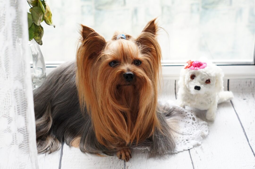 Yorkshire Terrier hipoalergénico