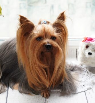 Yorkshire Terrier hipoalergénico