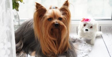 Yorkshire Terrier hipoalergénico