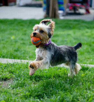 Actividades al aire libre para tu Yorkshire Terrier