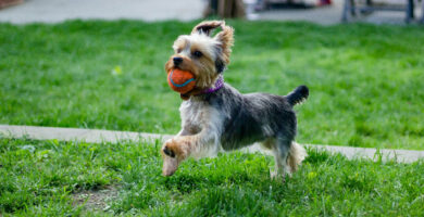 Actividades al aire libre para tu Yorkshire Terrier