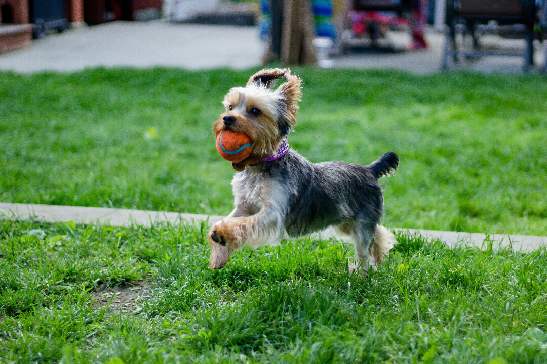 Actividades al aire libre para tu Yorkshire Terrier