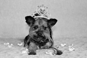 Foto de Yorkshire terrier en Blanco y Negro