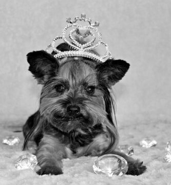 Foto de Yorkshire terrier en Blanco y Negro