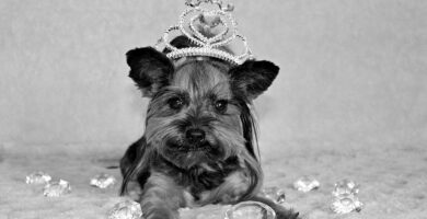 Foto de Yorkshire terrier en Blanco y Negro