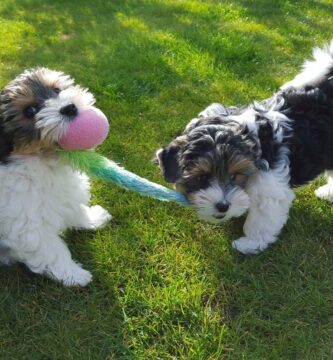 Biewer Yorkshire Terrier o Biewer yorsay