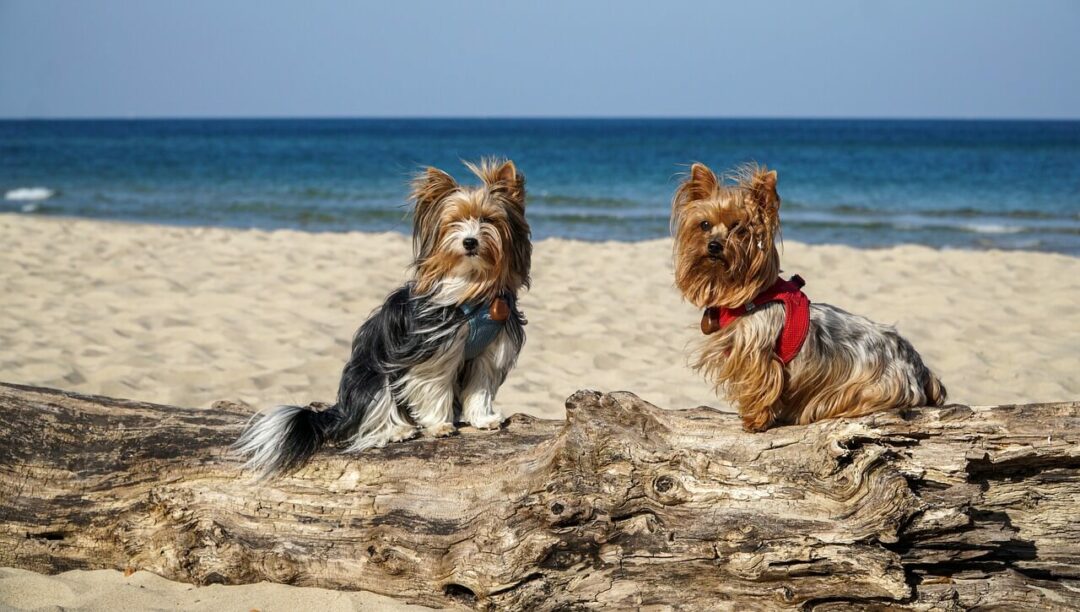 Razas de perros que pueden convivir felizmente con el Yorkshire Terrier