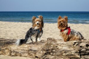 Razas de perros que pueden convivir felizmente con el Yorkshire Terrier