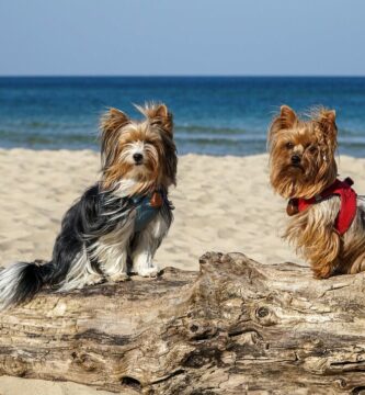 Razas de perros que pueden convivir felizmente con el Yorkshire Terrier